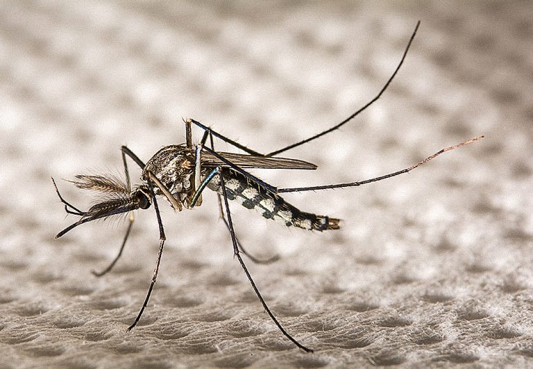 O som da música alta repele todos os tipos de mosquito, diz estudo