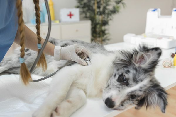Som ambiente para pet shop e centros veterinários