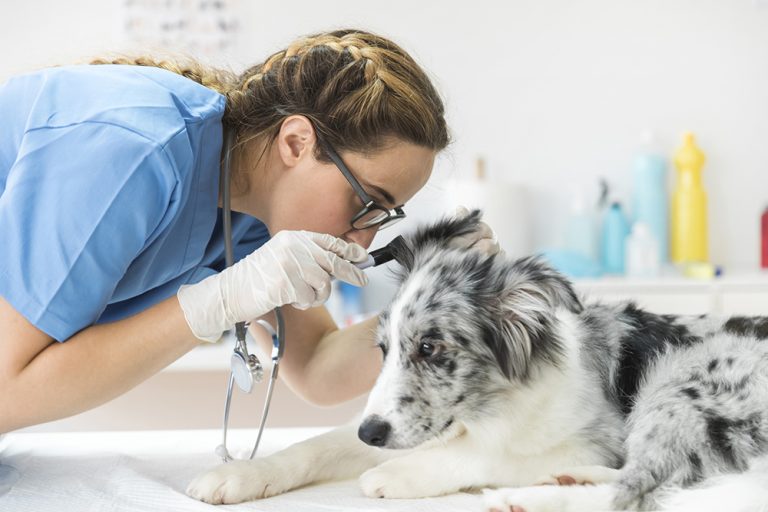 Como cuidar do excesso de ruído em petshops e clínicas veterinárias