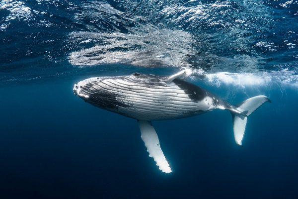 Poluição sonora dos humanos prejudica animais marinhos e terrestres