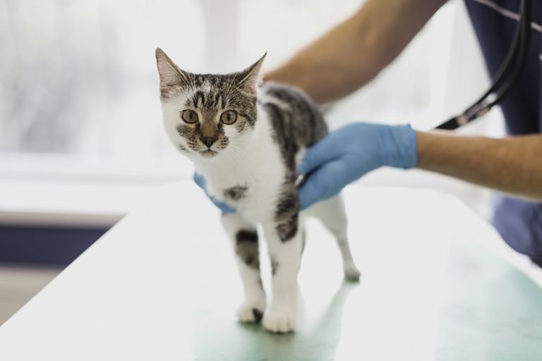 Música pode acalmar gatos estressados ​​quando levados ao veterinário